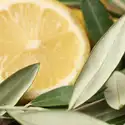 Olive Leaf and Citron Fragrance Oil