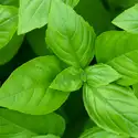 Basil Element Fragrance Oil