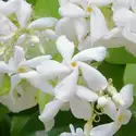 Jasmine Element Fragrance Oil