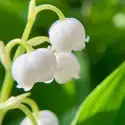 Muguet Element Fragrance Oil