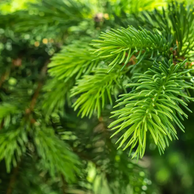 Pine Element Fragrance Oil