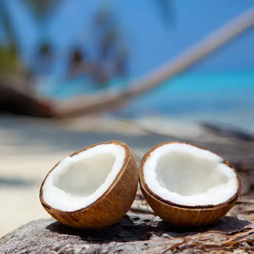 Island Coconut Fragrance Oil