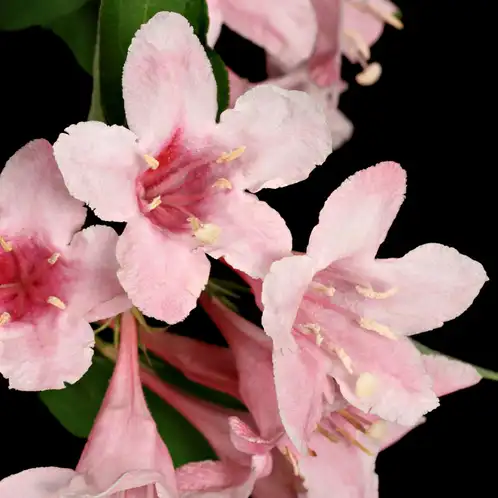 Honeysuckle (Discontinued)