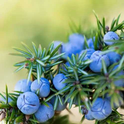 Cypress and Berries (Discontinued)