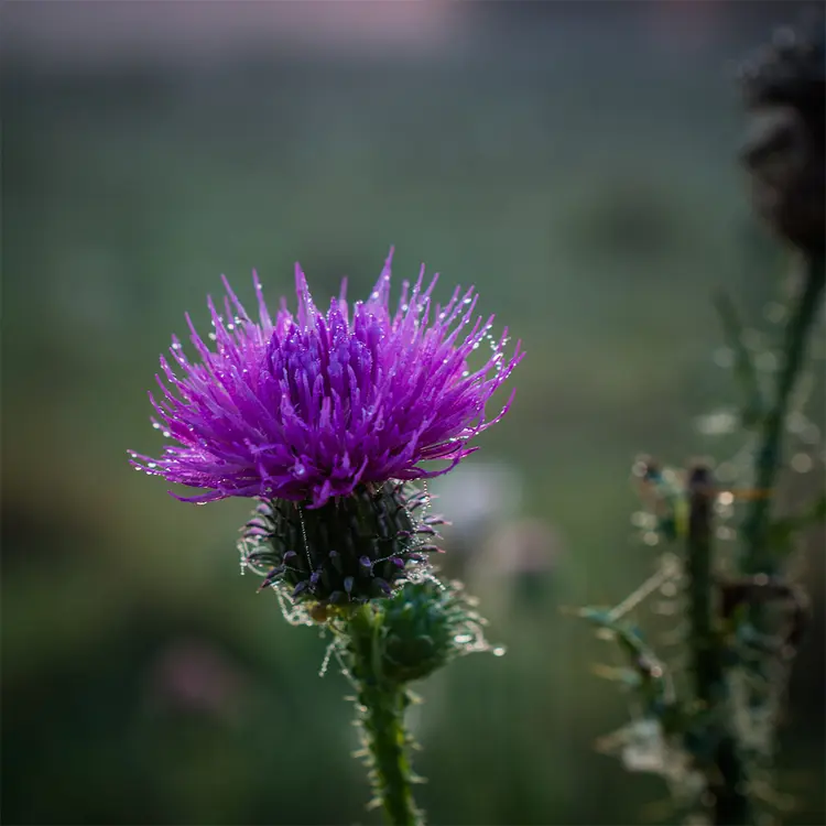 Meadow Thistle Fragrance Oil