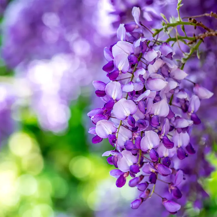 Wisteria Vines Fragrance Oil