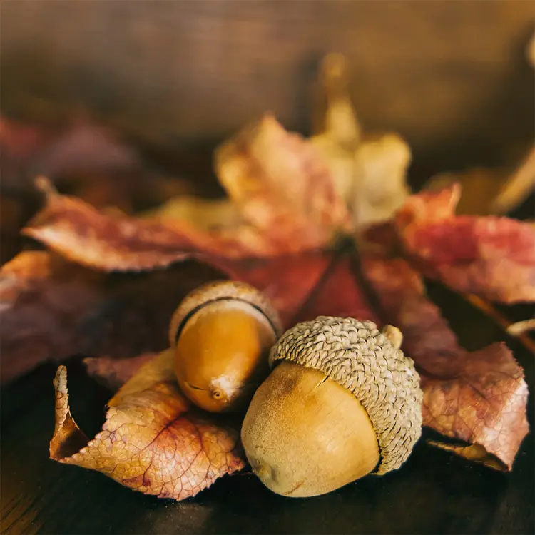 Maple Leaf and Acorn Fragrance Oil