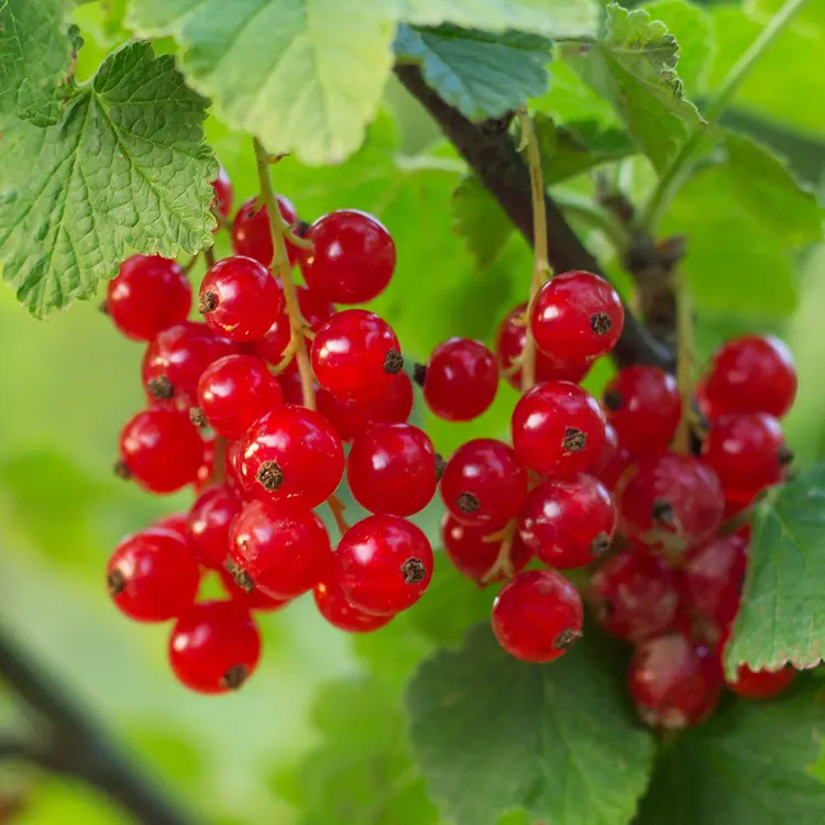 Foraged Red Currant Fragrance Oil