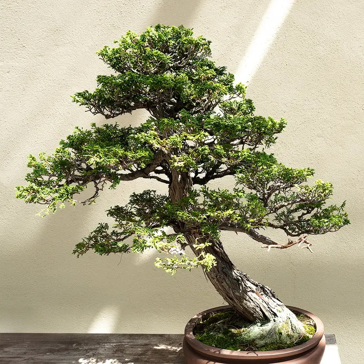 Hinoki Cypress Fragrance Oil