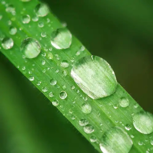 Rain Water (Discontinued)