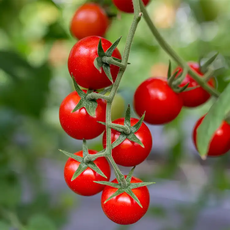 Tomato Vine Element Fragrance Oil