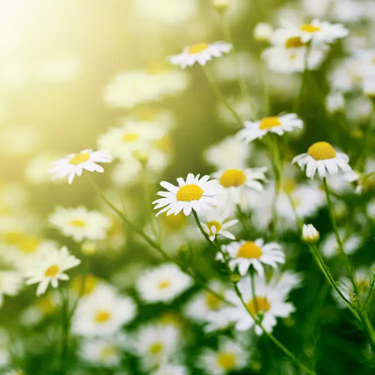 Meadowlight Fragrance Oil