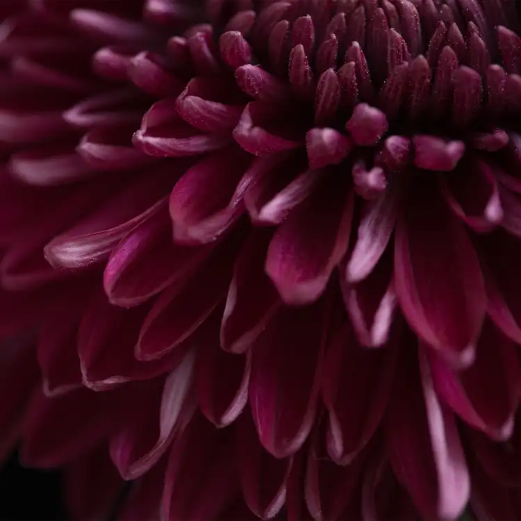 Dahlia Noir Fragrance Oil