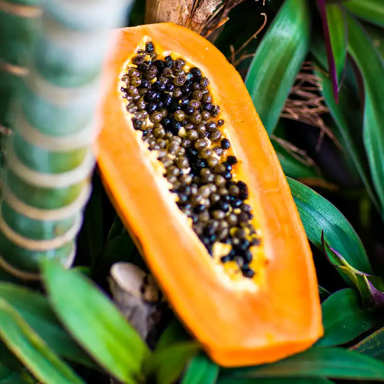 Papaya Paradise Fragrance Oil