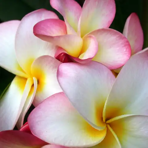 Plumeria (Discontinued V1)
