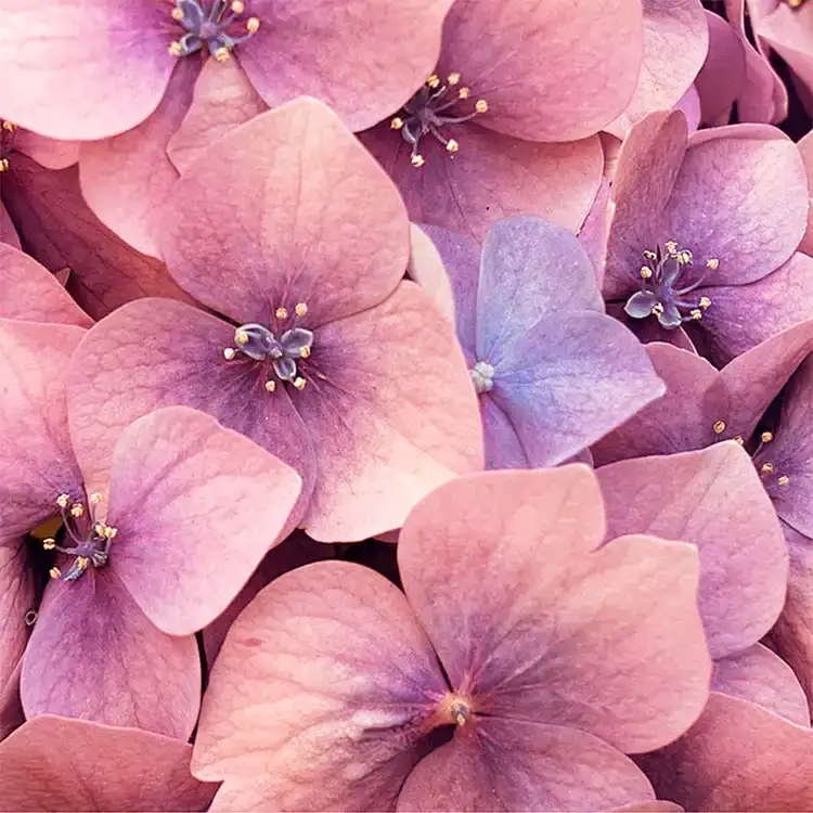 Love Spell Fragrance Oil