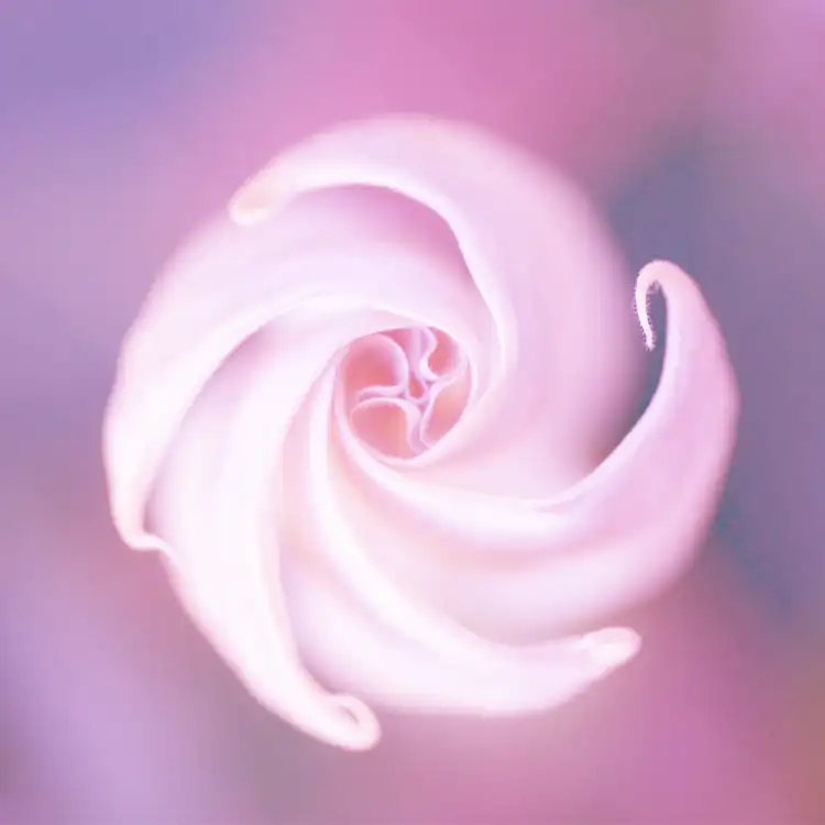 Moonflower Nectar Fragrance Oil