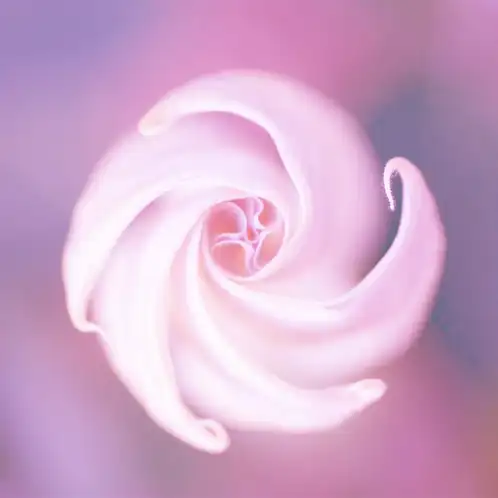 Moonflower Nectar Fragrance Oil