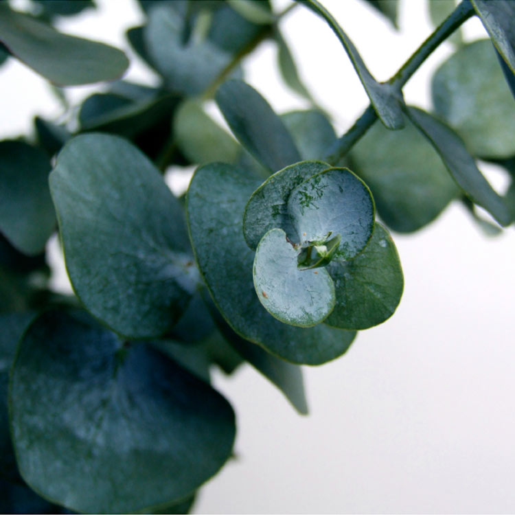 peppermint-and-eucalyptus-fragrance-oil-candlescience