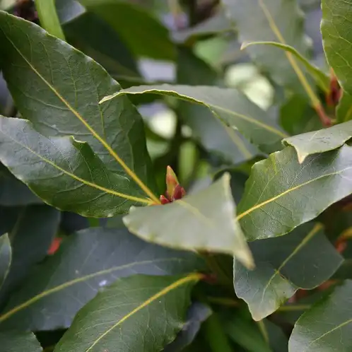 Bayberry (Discontinued)