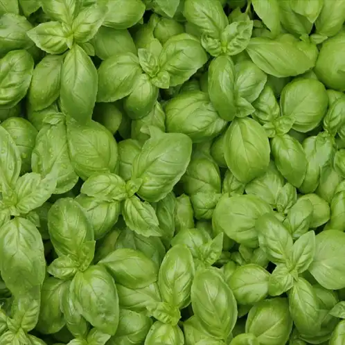 Basil and Herb (Discontinued)
