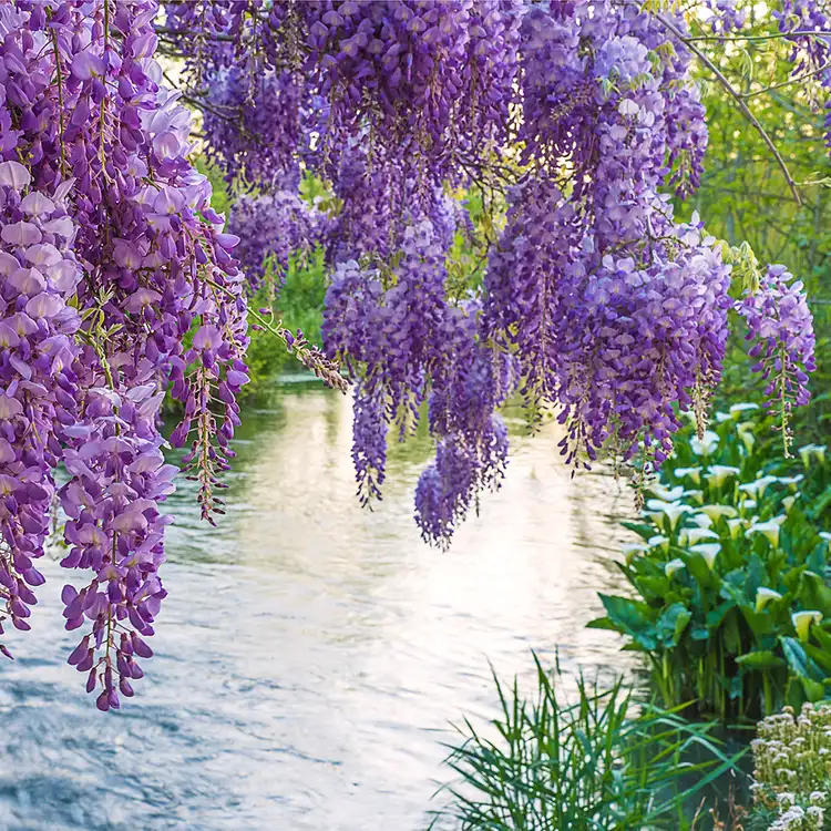 Wisteria Vines Fragrance Oil