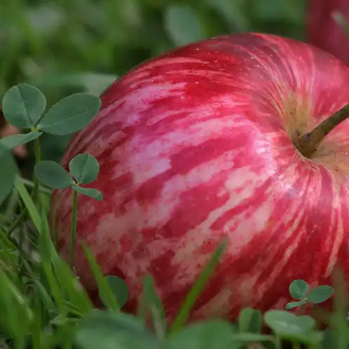 Apple and Clover (Discontinued)