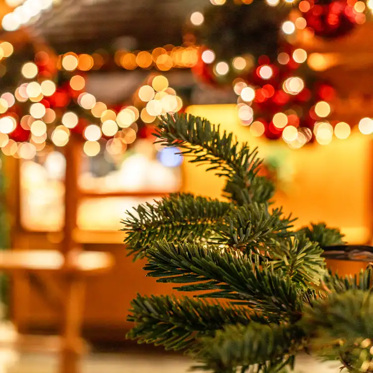 Winter Market Fragrance Oil: The focus is a pine branch from a live tree with a blurred background of festive strung lights at an outdoor winter market. 