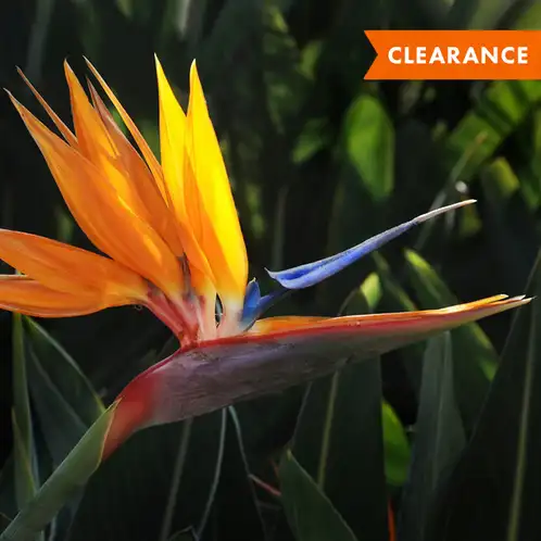 Bird of Paradise (Discontinued)