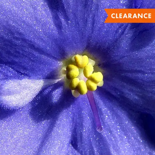 Violet Lime (Discontinued)