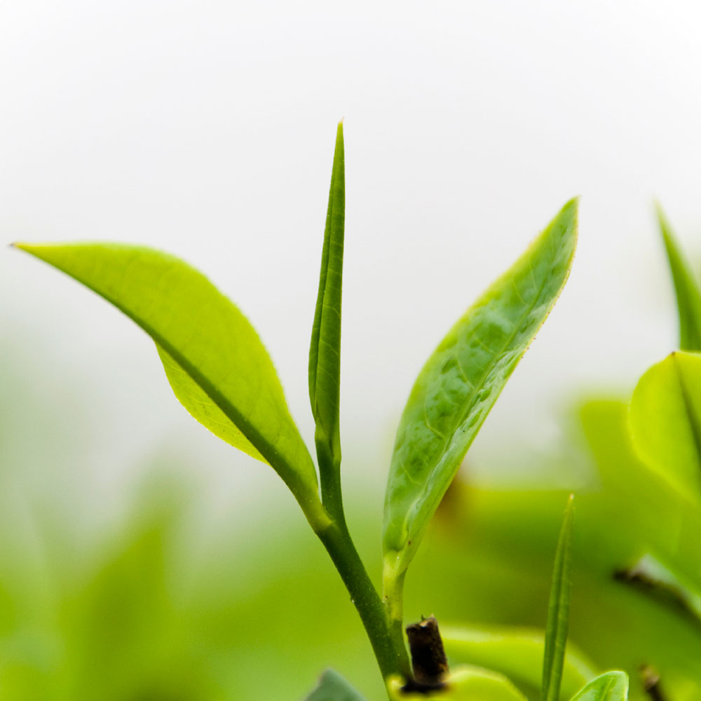 White tea plant information