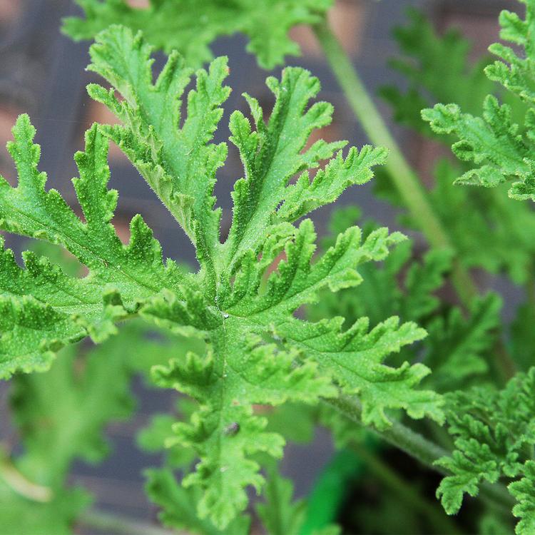 Citronella Element Fragrance Oil