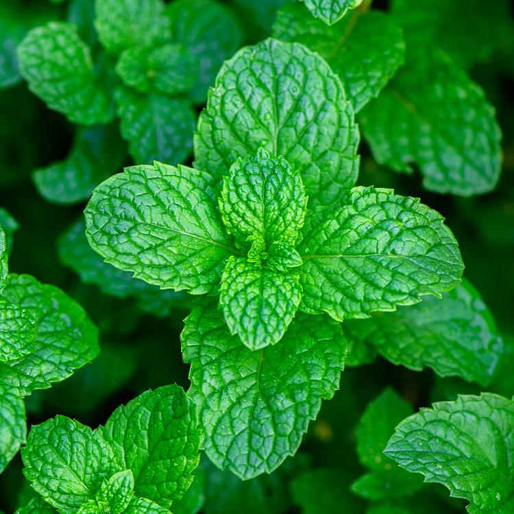 Peppermint Element Fragrance Oil